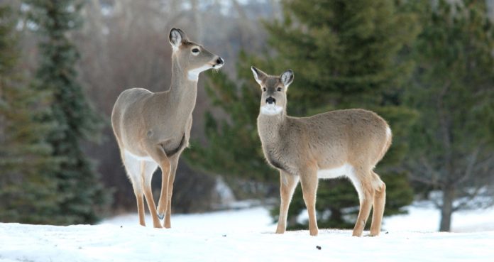 Chronic Wasting Disease