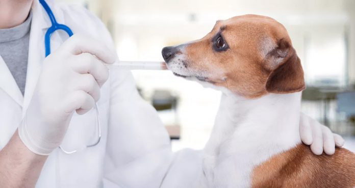 Dog on Generic Viagra Human Medicines Can Treat Illnesses in Animals