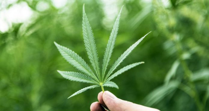 Antenatal Exposure Marijuana Increase Risk Of Psychosis