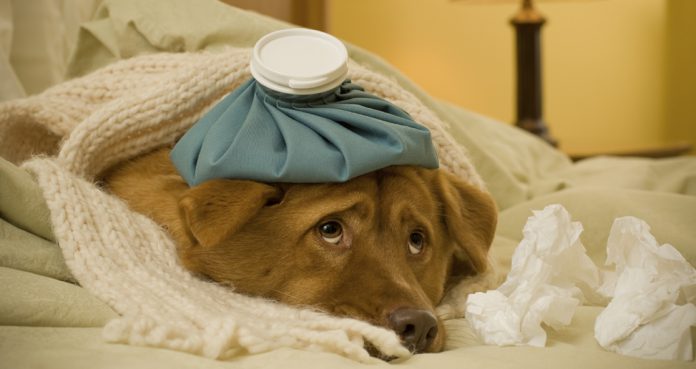 Dog Flu Actually Exist