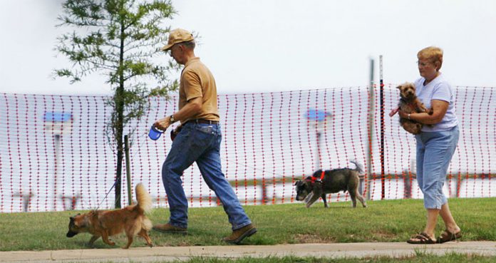 Dog Walking Harmful For Older People