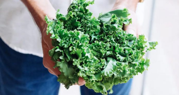 Kale Most Pesticide Contained Vegetable