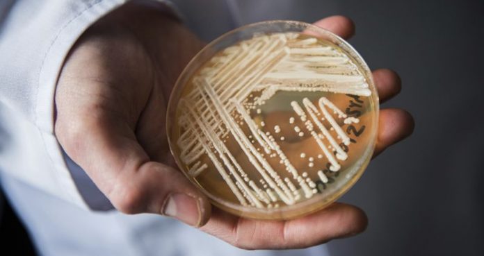 Drug Resistant Fungus Global Emerging