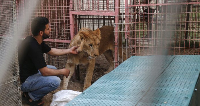 Gaza Zoo Evacuates Neglected Animals