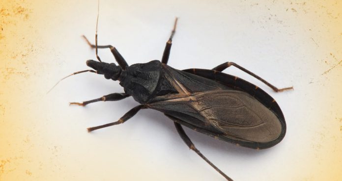 Kissing Bug Spreading Carolinas