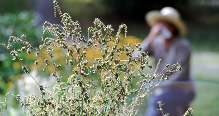 Pollen Allergy Seasons Longer Stronger