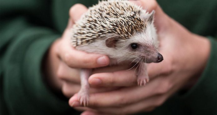 Salmonella Outbreak Linked Hedgehogs