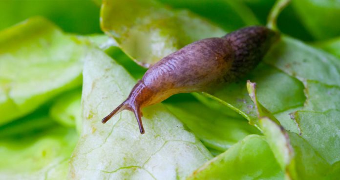 American Catches Rat Lungworm Infection