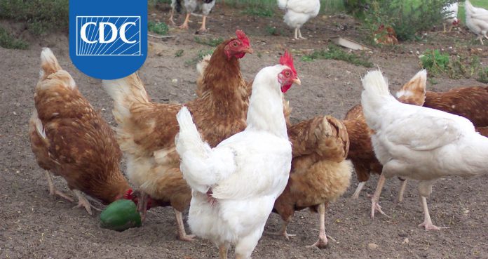 Backyard-Poultry-Responsible-For-Salmonella-Outbreaks-in-Tennessee,-Says-CDC