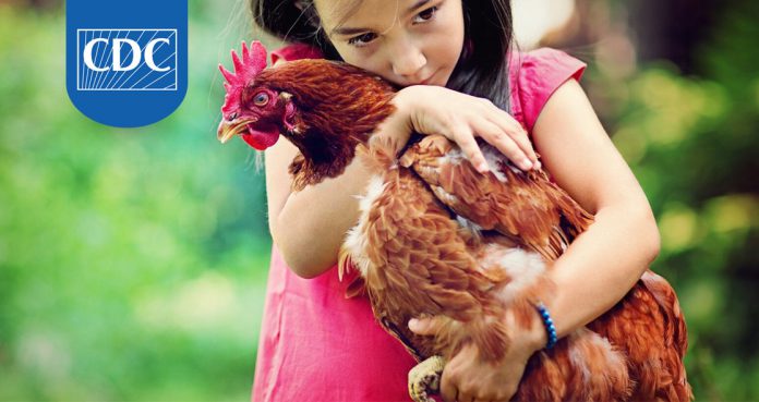 CDC Warns Not To Kiss Chickens