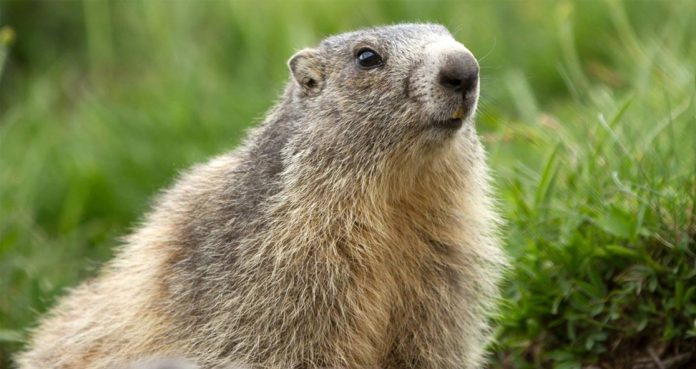 Couple Dies Plague Eating Raw Marmot Meat