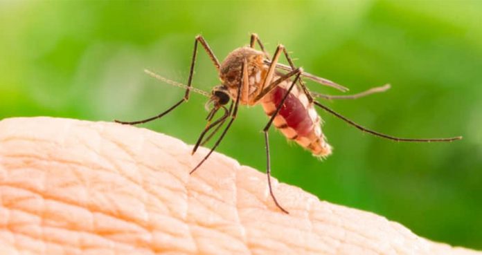 Fungus Can Kill Malaria Mosquitoes