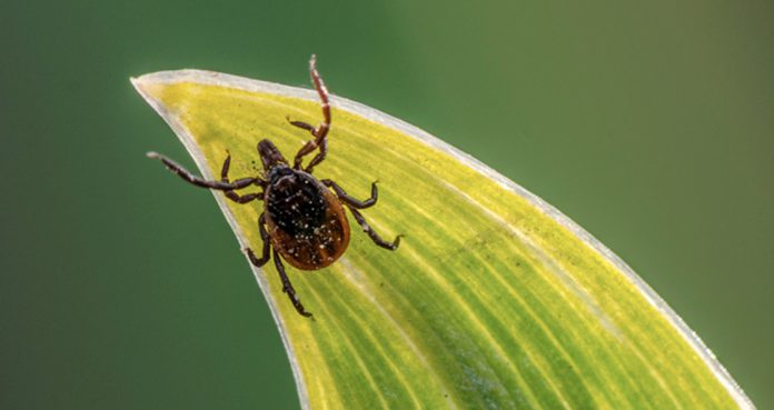 Health Officials Warn Lyme Disease