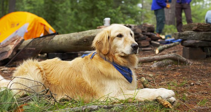 Iowa-Officials-Warn-Residents-About-A-Contagious-Disease-In-Dogs-That-Can-Pass-To-Humans