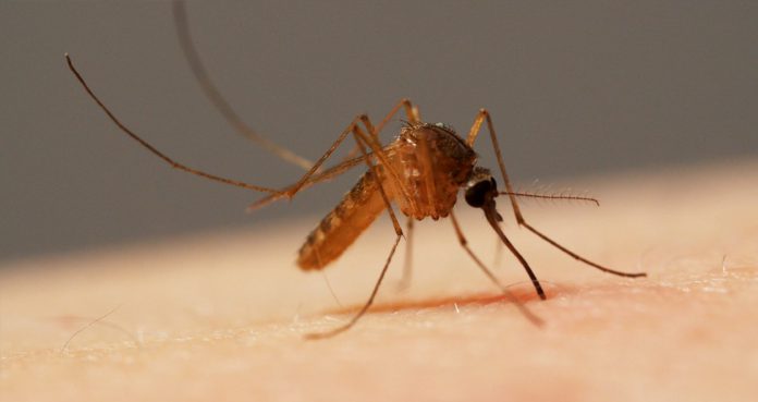 Kansas At Risk of West Nile Virus