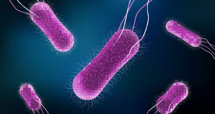 Salmonella Outbreak Warns CDC