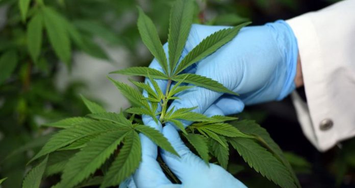 U.S.-Government-Will-Spend-$3M-to-Conduct-Research-on-Cannabis-for-Pain-Relief