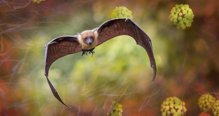 Bats-Could-Be-the-Original-Source-of-Mysterious-New-Coronavirus