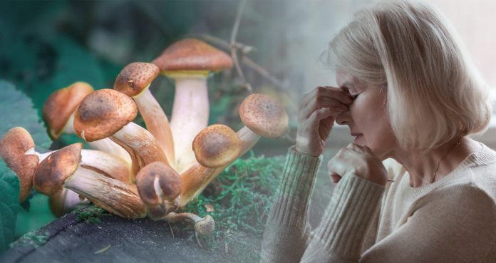 Single-Dose-of-Psilocybin-Drug-Reduces-Depression-and-Anxiety-in-Cancer-Patients