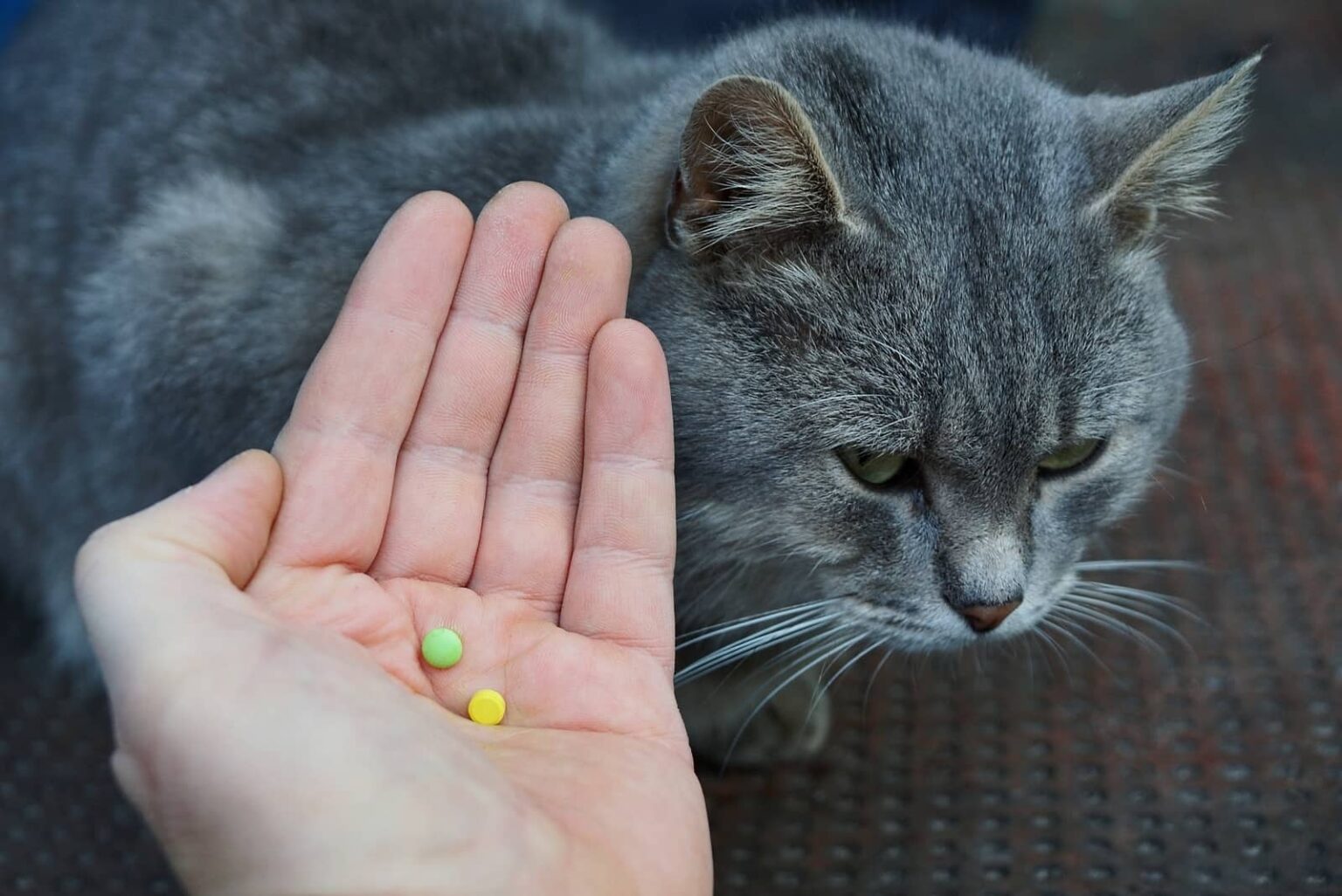 Are Generic Pet Meds Safe? – Myhealthyclick.com